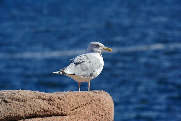 A Seagull at Thunder Hole